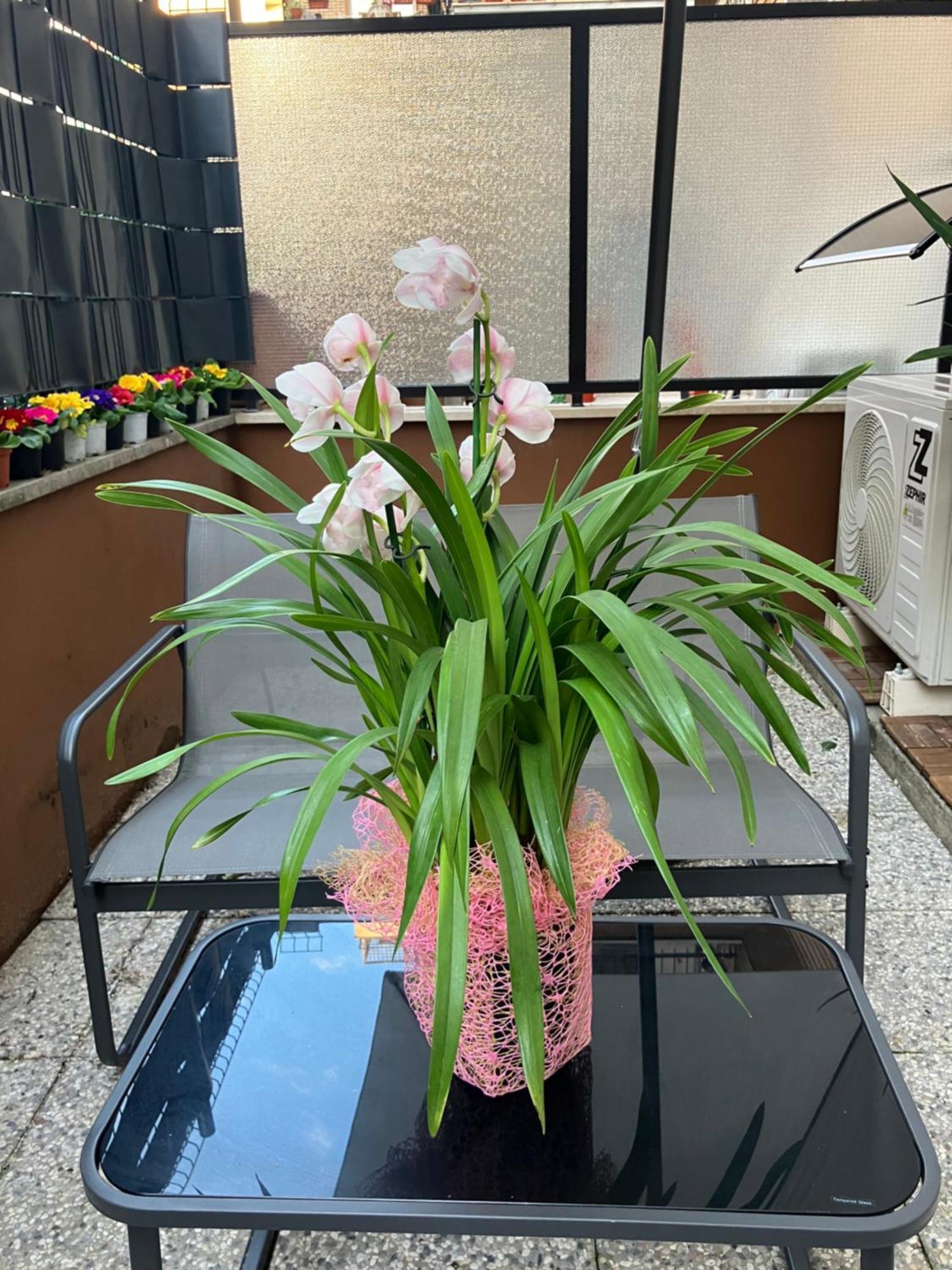 Le Rondini In Giardino Apartment *